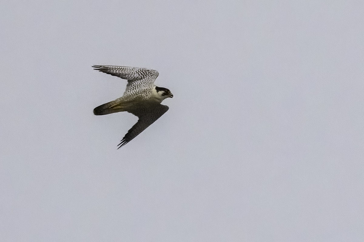 Peregrine Falcon - ML489424761