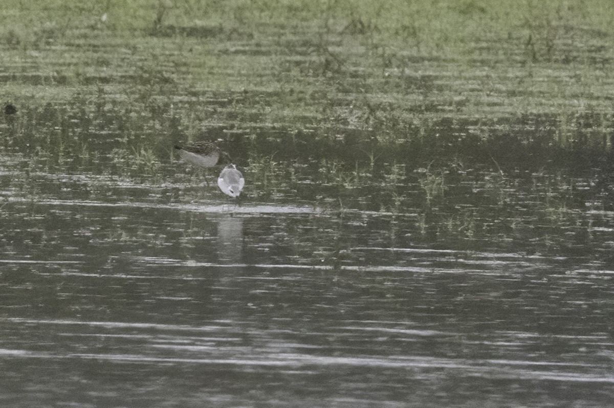 Wilson's Phalarope - ML489424791
