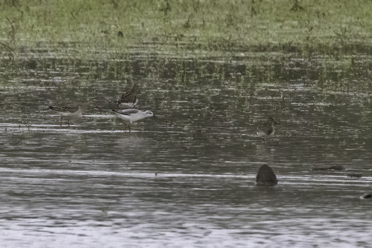 Wilson's Phalarope - ML489424801