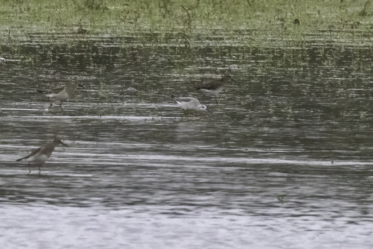 Wilson's Phalarope - ML489424811