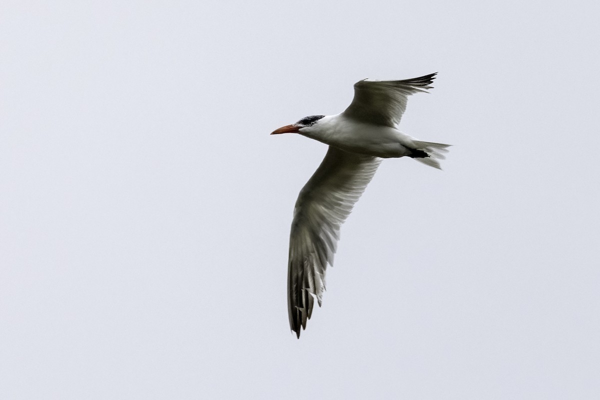 Caspian Tern - ML489425311