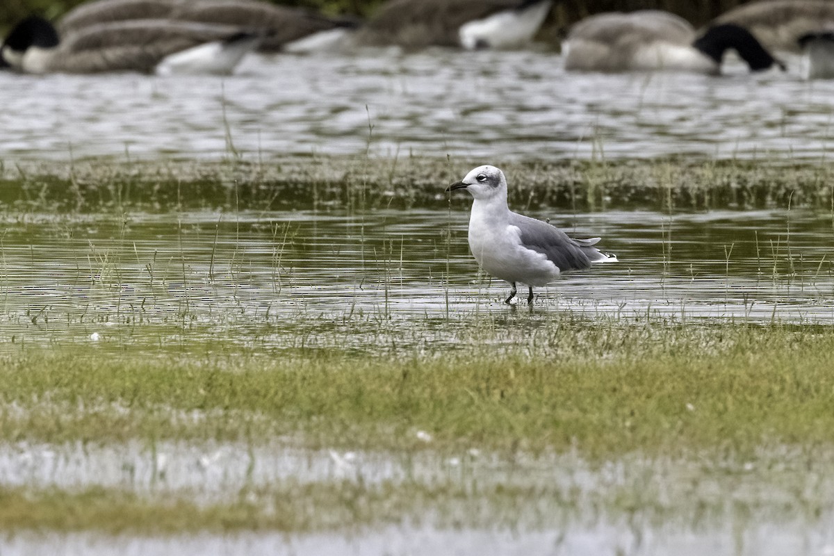 Laughing Gull - ML489425341