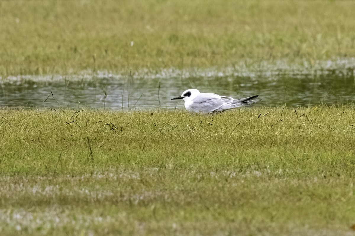 Forster's Tern - ML489425371