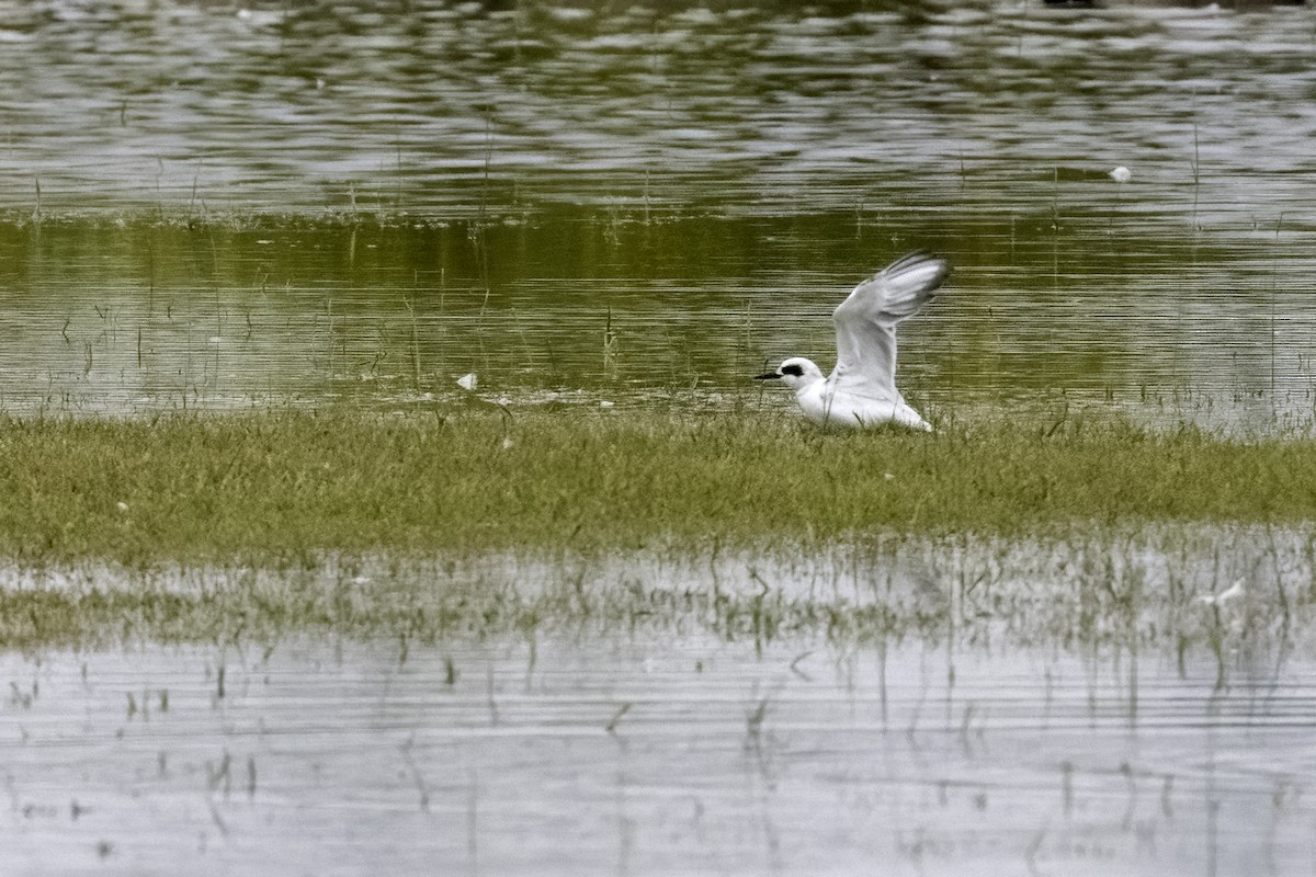 Forster's Tern - ML489425411
