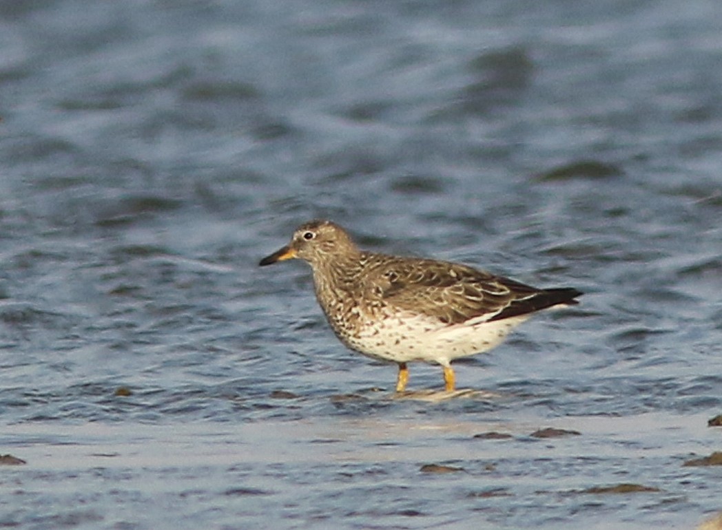 Surfbird - ML489426271