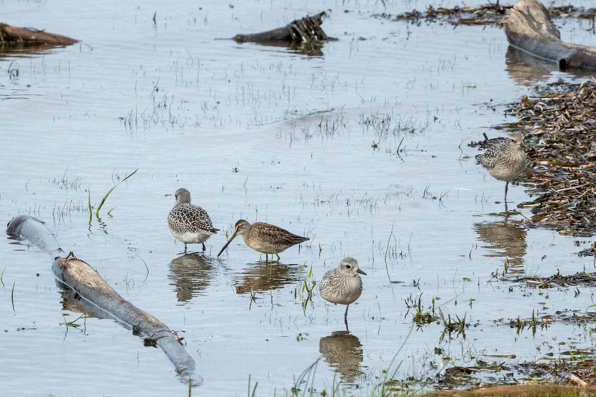 Long-billed Dowitcher - ML489426351