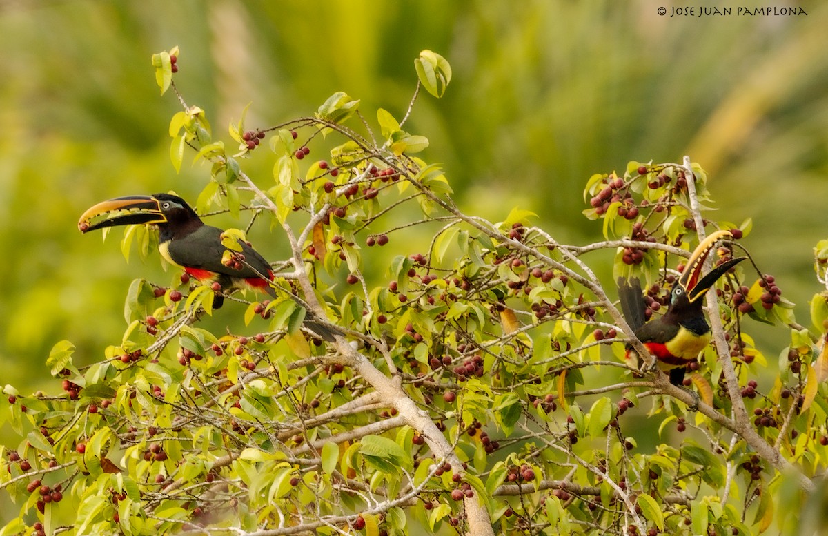 Chestnut-eared Aracari - ML489426991