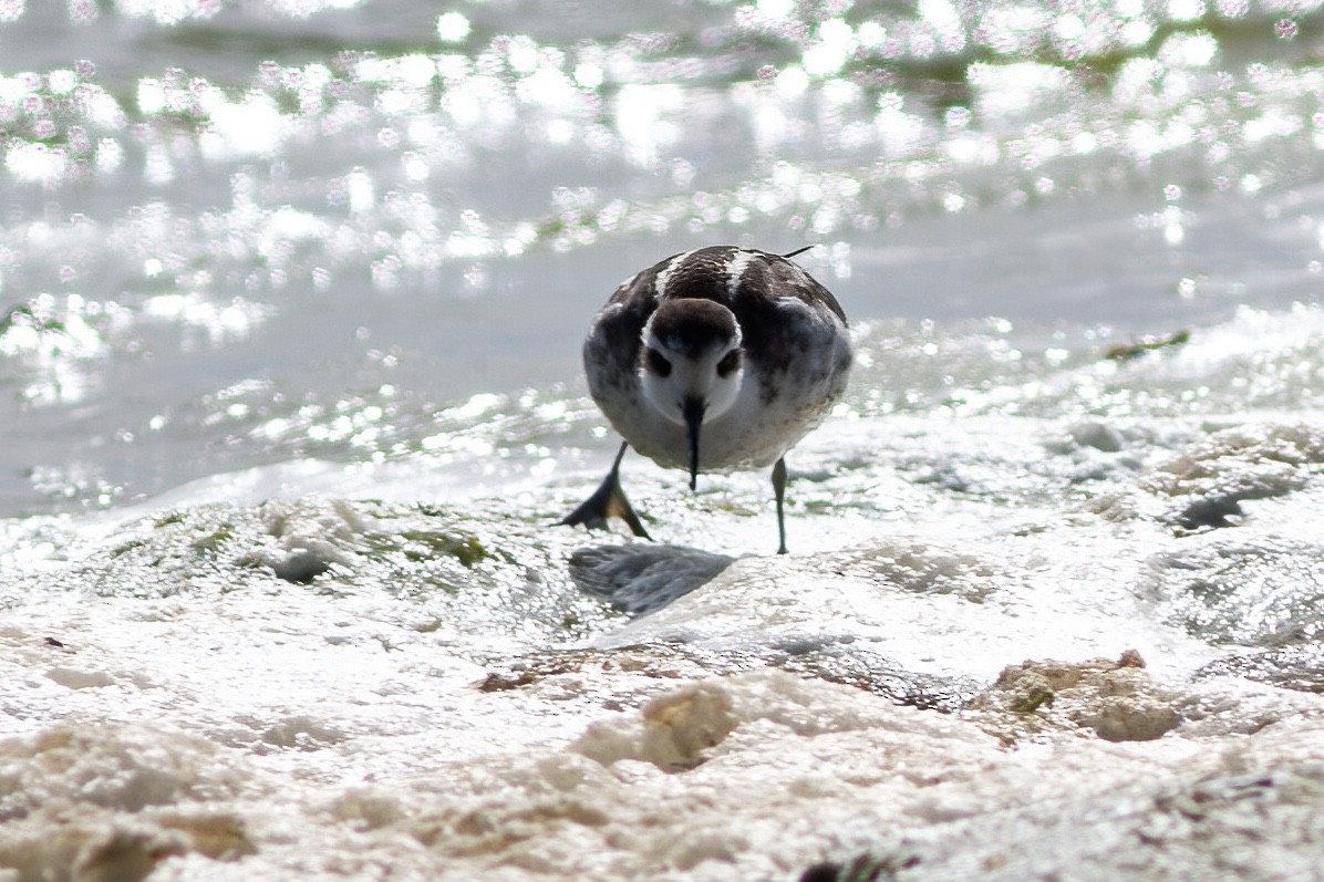 Red-necked Phalarope - James Kroeker