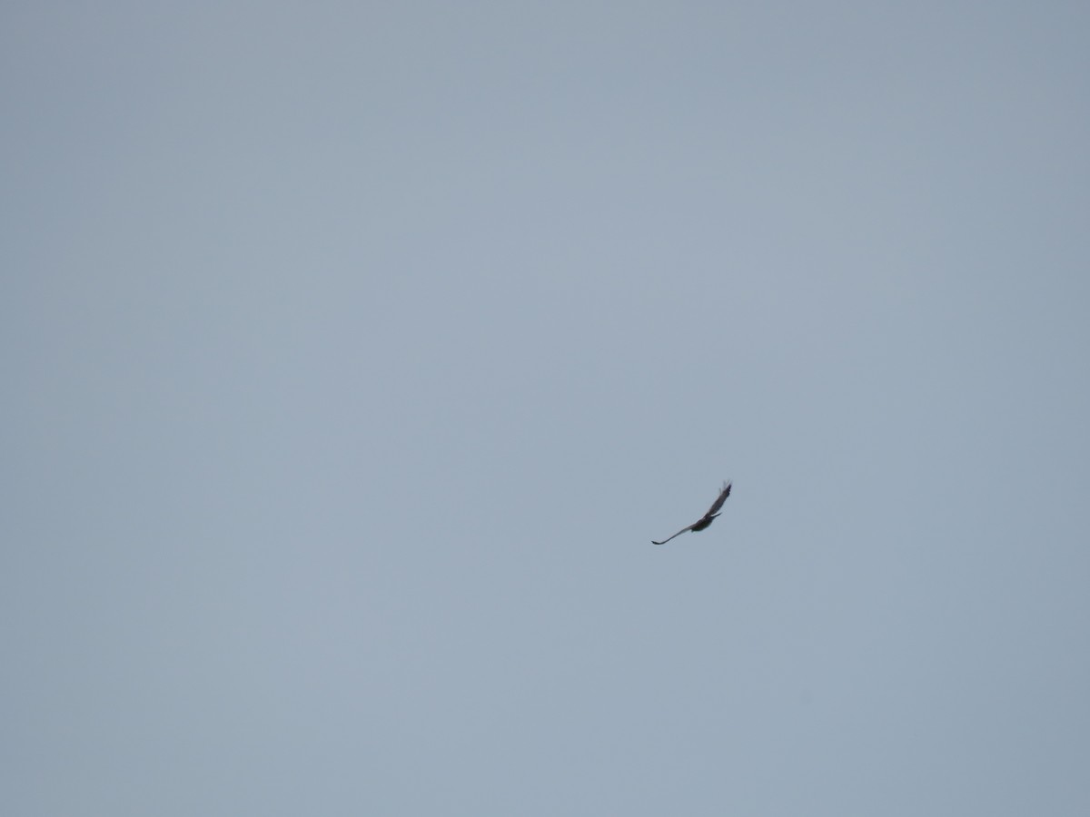 Black-chested Buzzard-Eagle - Simon Thornhill