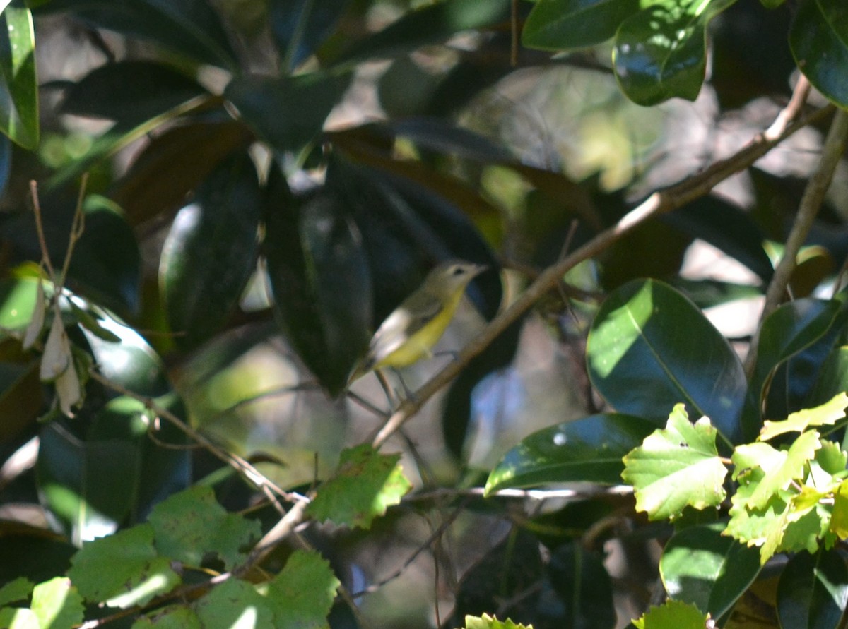 Philadelphia Vireo - Cynthia Elder