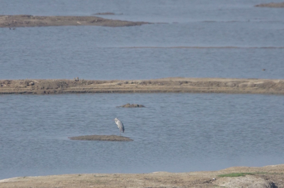 Gray Heron - Nevine Jacob