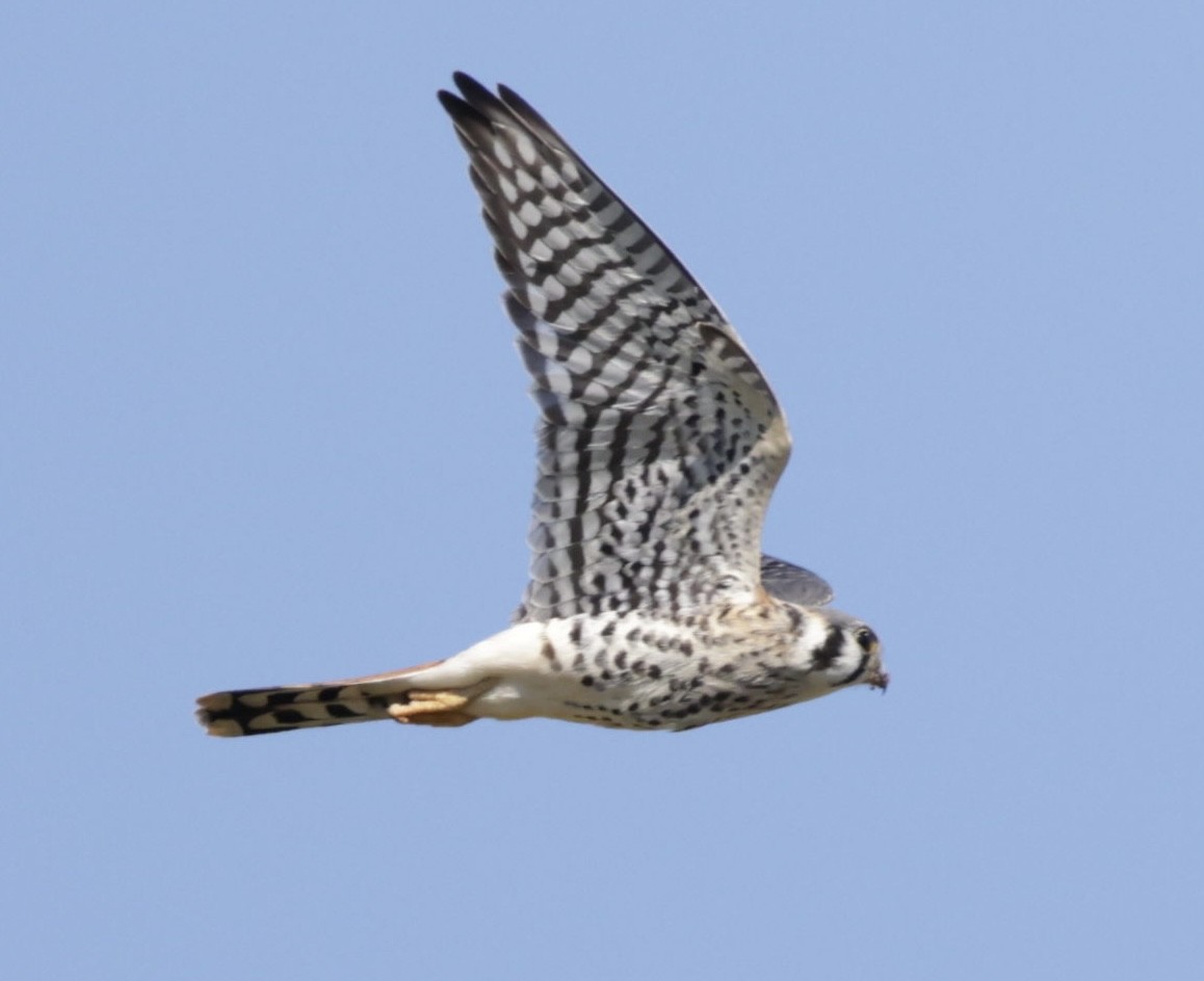 American Kestrel - A Birder