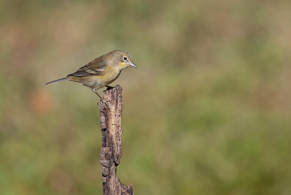 Pine Warbler - Gena Flanigen