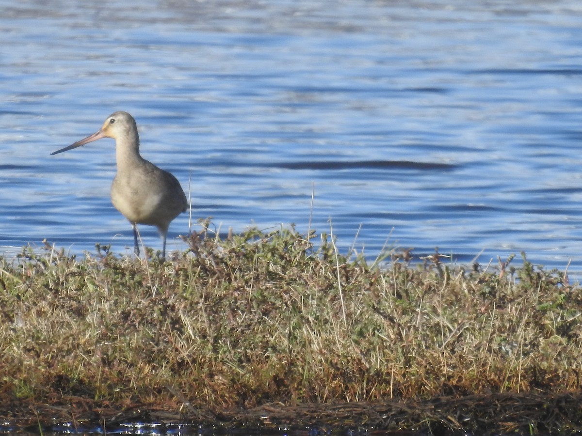 Hudsonian Godwit - ML489436541