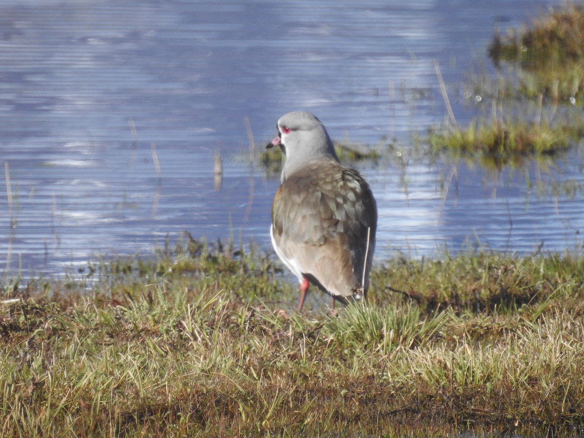 Southern Lapwing - María Regina Silva