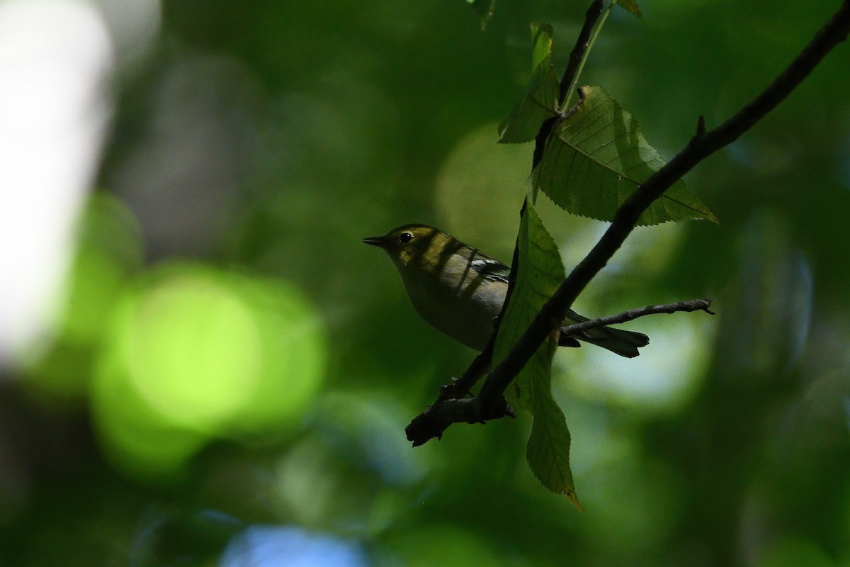 Bay-breasted Warbler - ML489436761