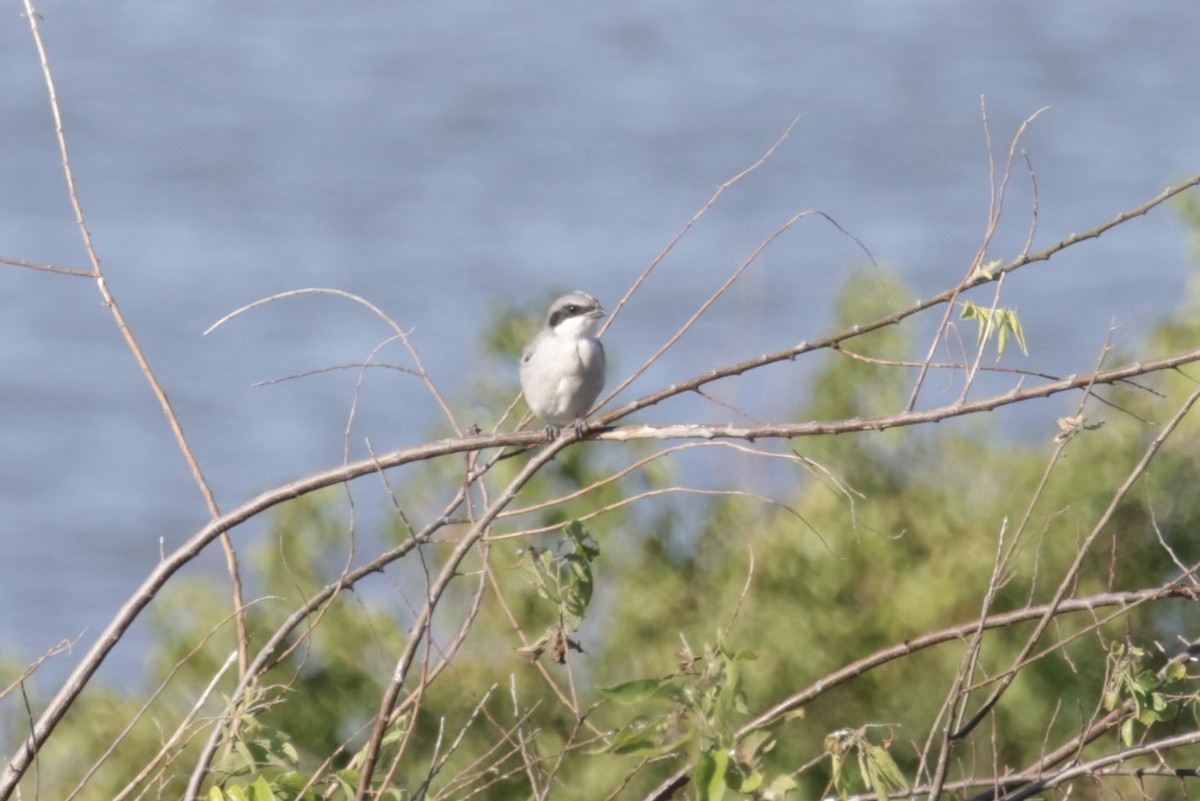 Loggerhead Shrike - A Birder