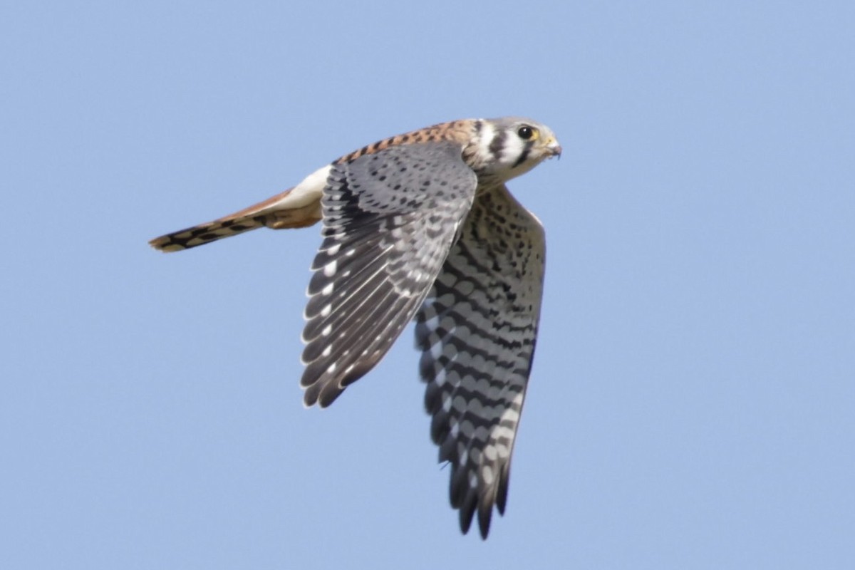 American Kestrel - ML489437741