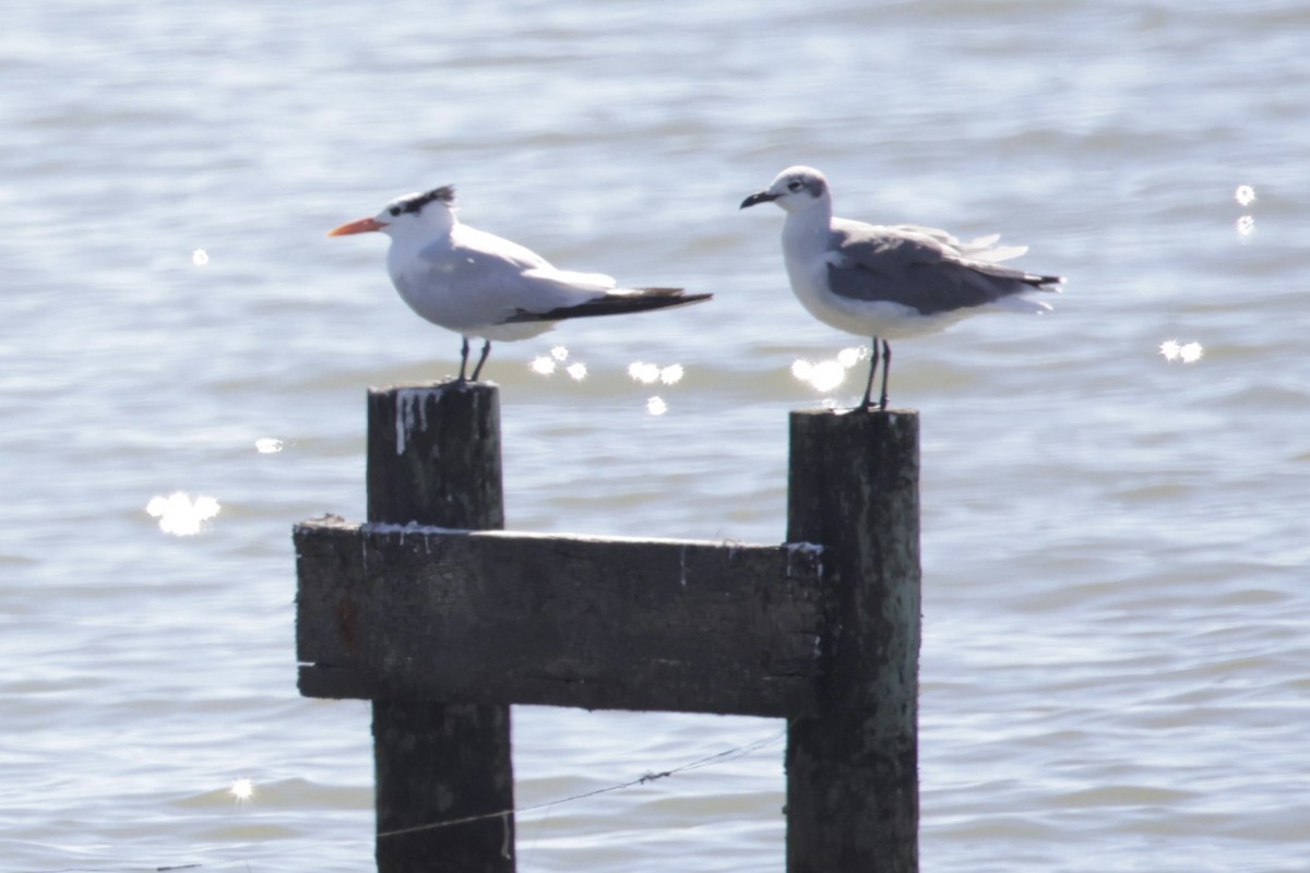 Laughing Gull - ML489437951