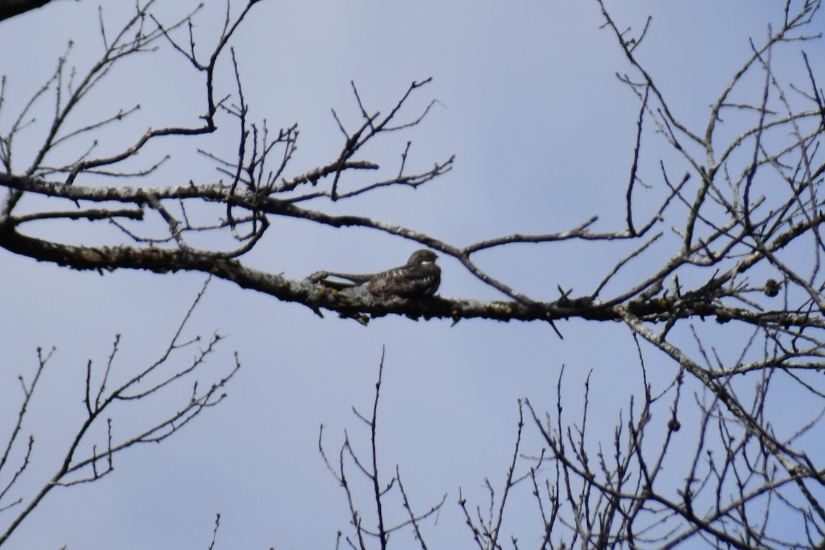 Common Nighthawk - ML489438191