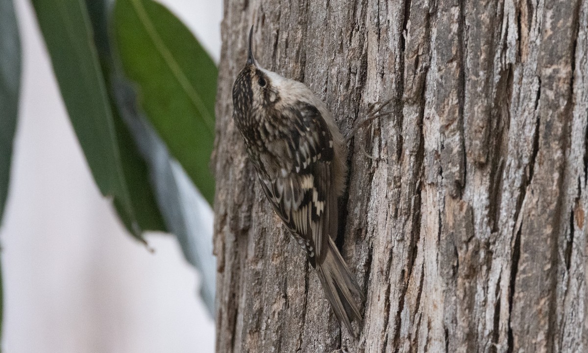 Brown Creeper (occidentalis Group) - ML489438391