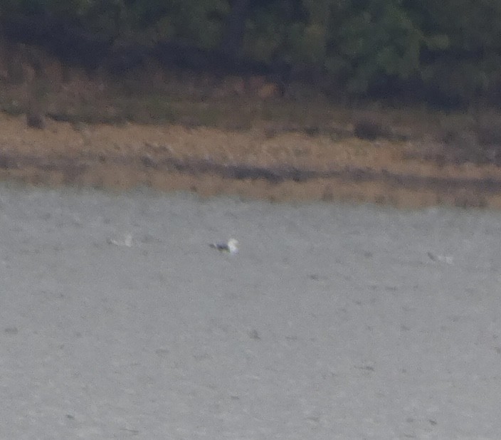 Great Black-backed Gull - ML489439271