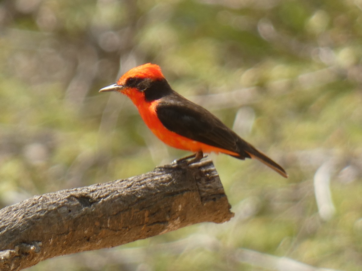 Ateş Renkli Sinekkapan (saturatus) - ML489439961