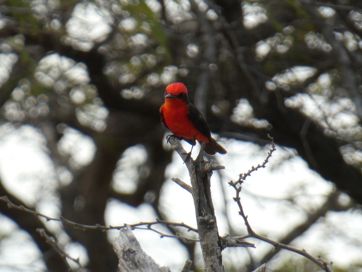 Vermilion Flycatcher (saturatus) - ML489440151