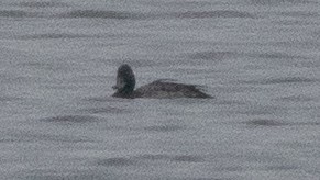 Lesser Scaup - ML489440561