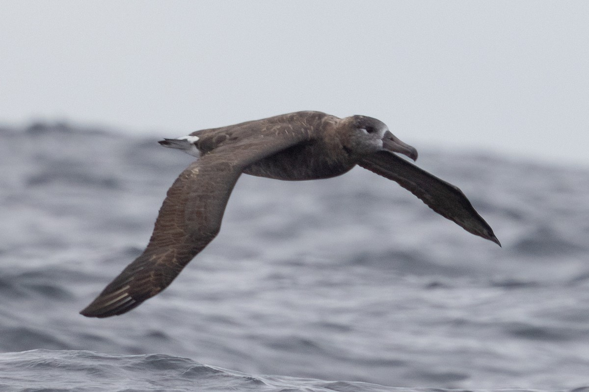 albatros černonohý - ML489440711