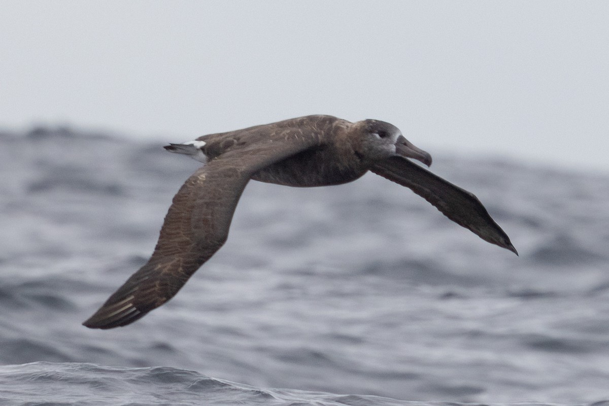 Kara Ayaklı Albatros - ML489440711