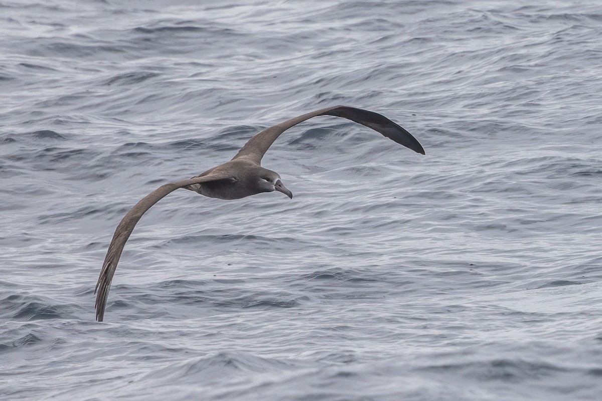 Albatros à pieds noirs - ML489440721