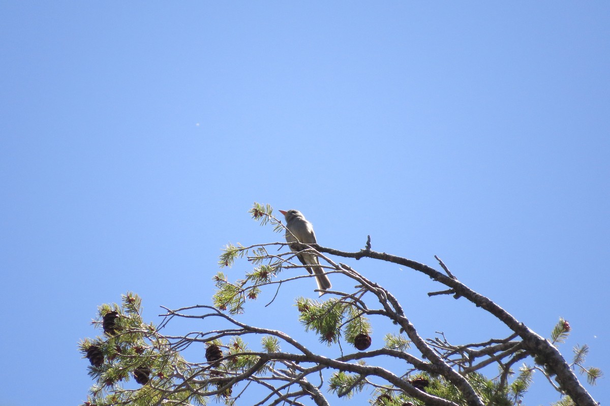 Greater Pewee - ML489440921