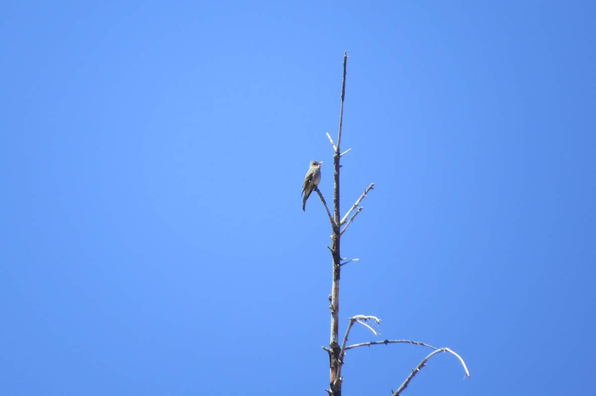 Greater Pewee - ML489441291