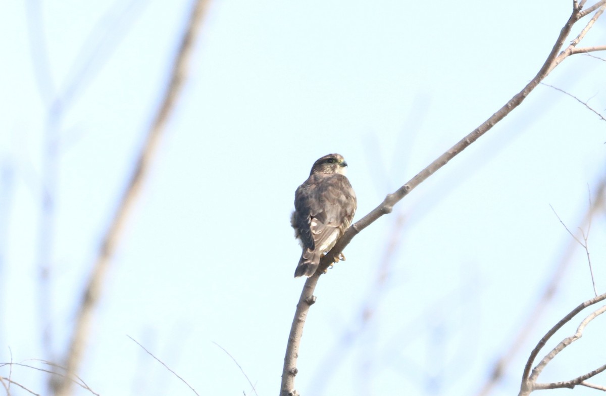 dřemlík tundrový - ML489444541