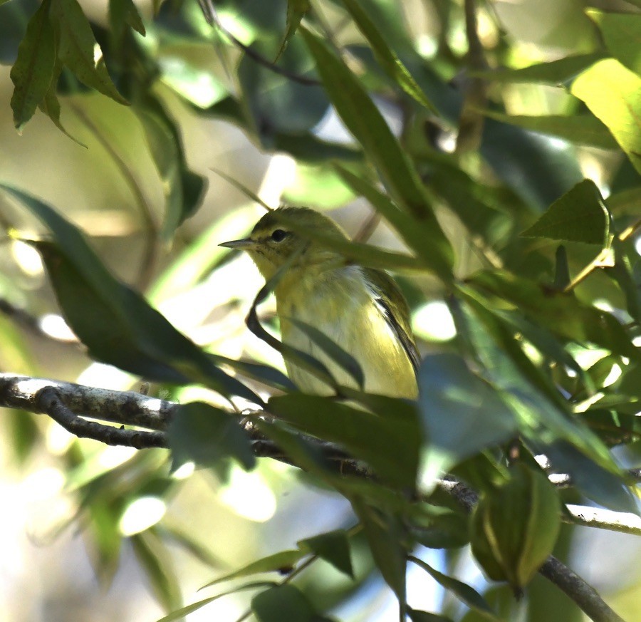 lesňáček olivový - ML489445941