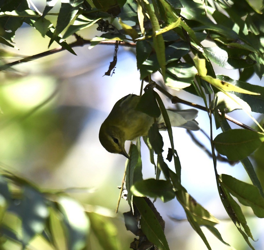 lesňáček olivový - ML489446031