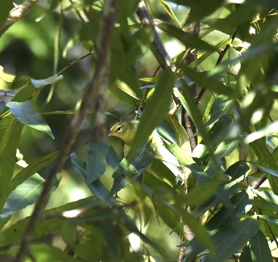 lesňáček olivový - ML489446101