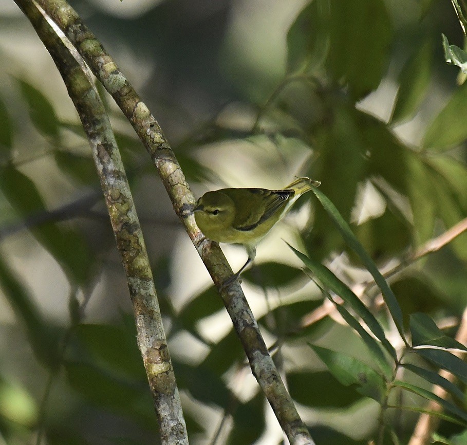 lesňáček olivový - ML489446261