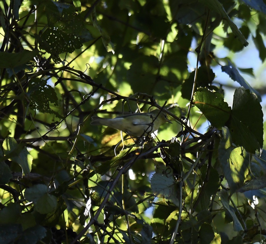 lesňáček olivový - ML489446391