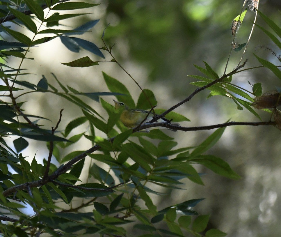 lesňáček olivový - ML489446511