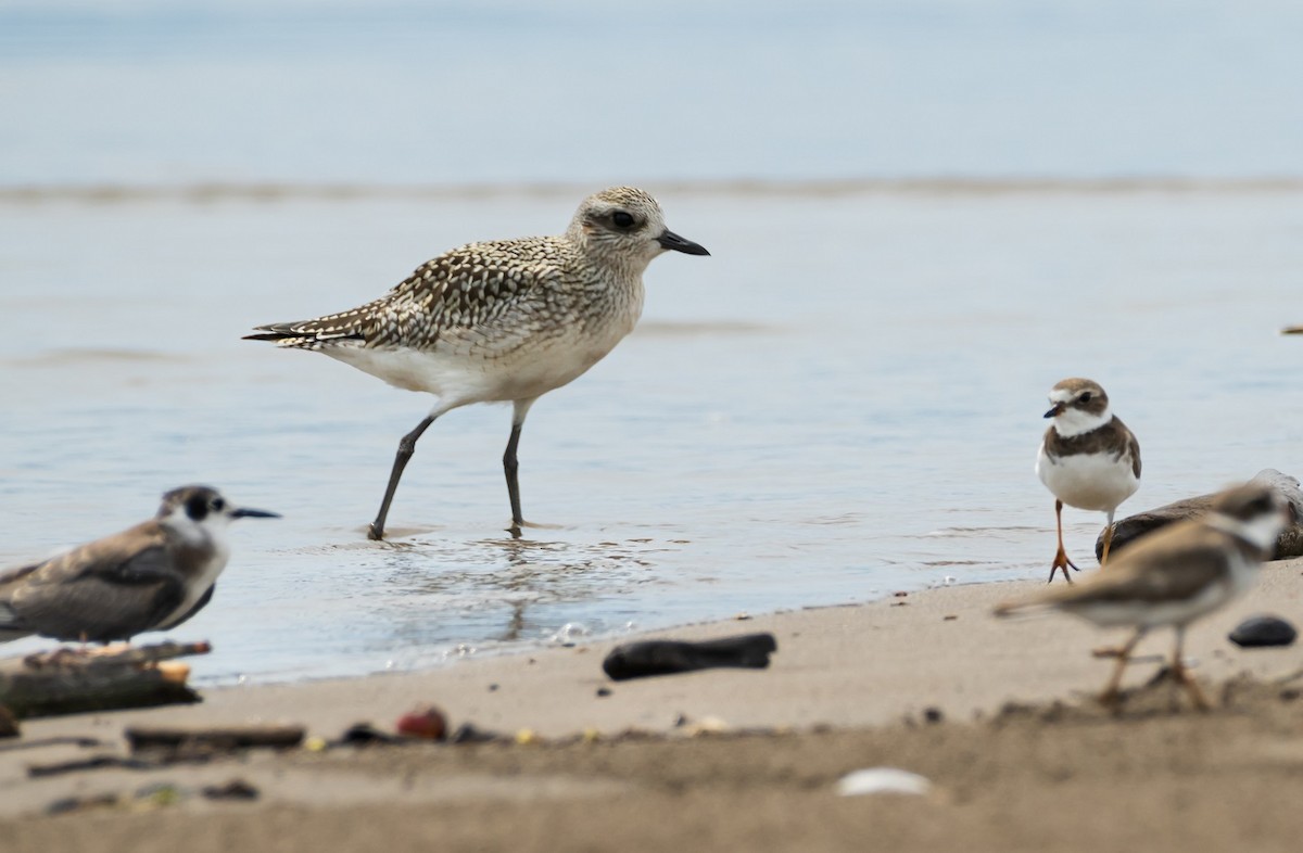 Black-bellied Plover - ML489446541