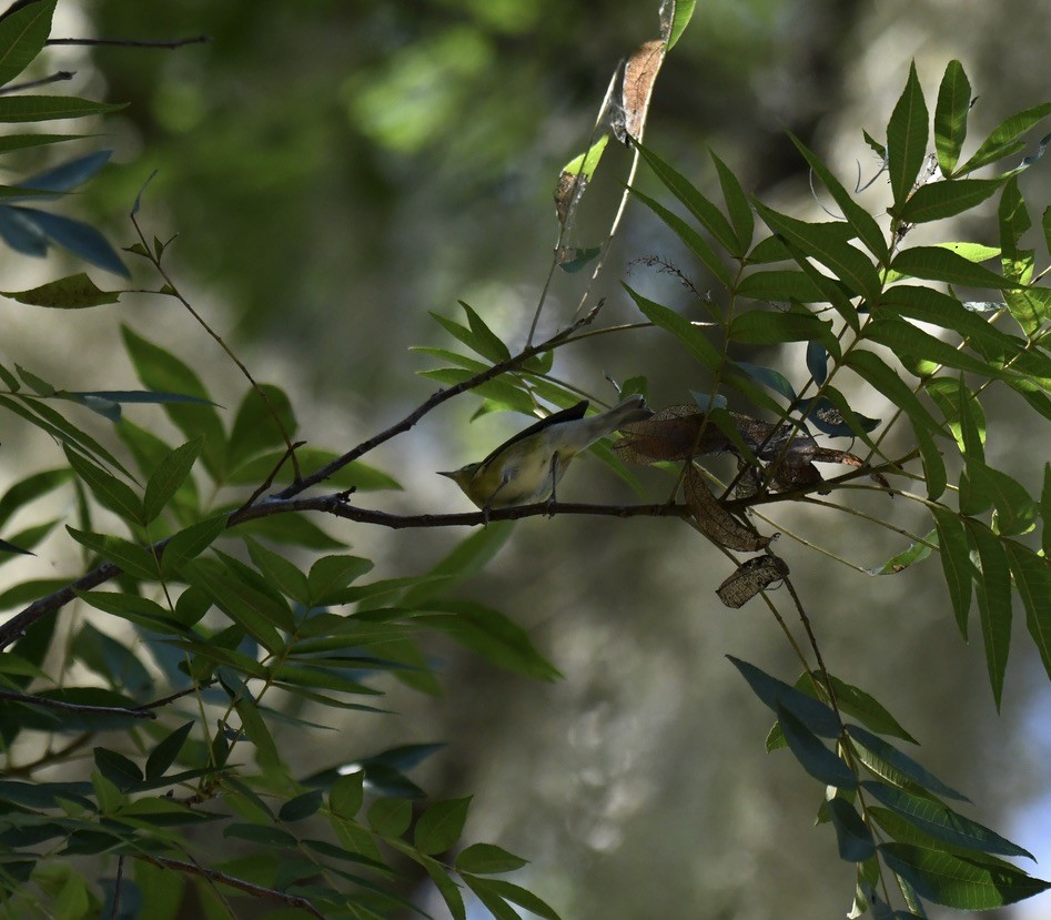 lesňáček olivový - ML489446551