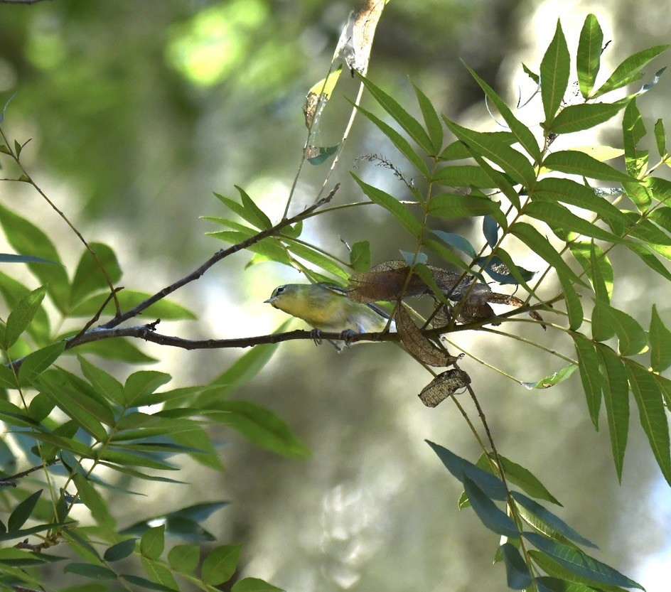 lesňáček olivový - ML489446571