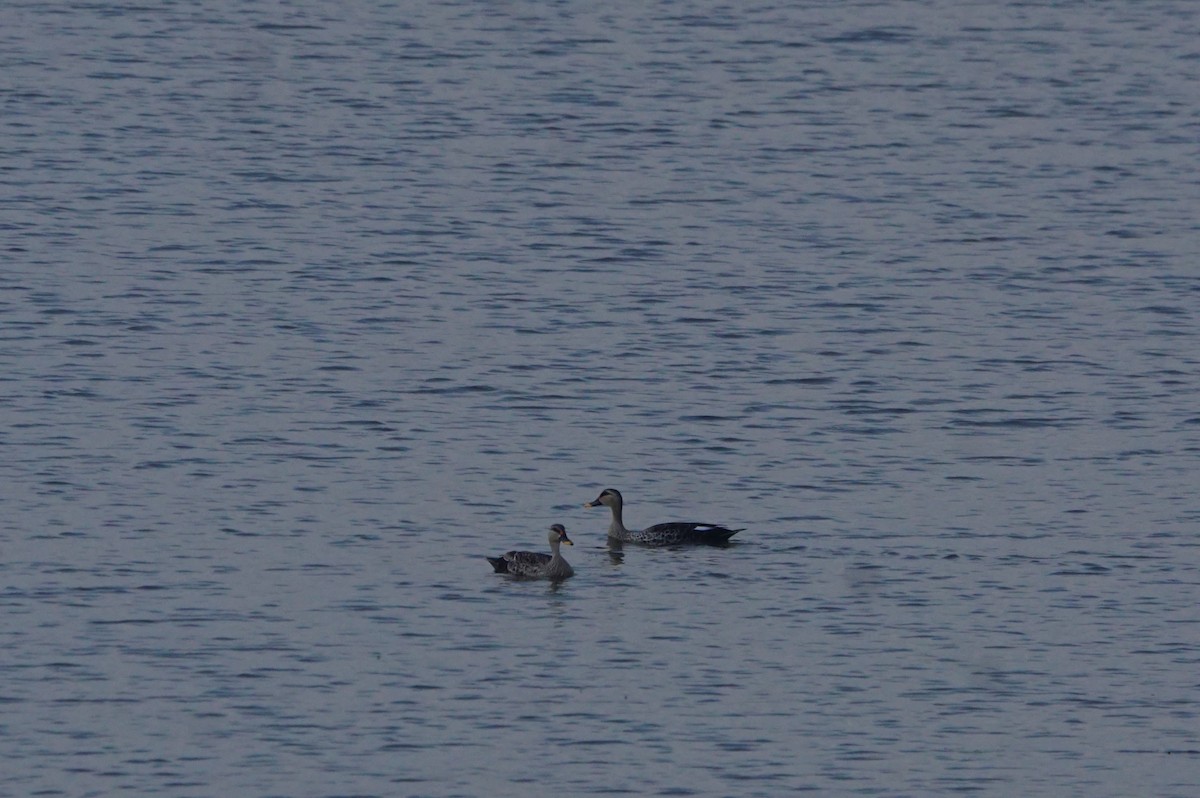 Indian Spot-billed Duck - ML48944661