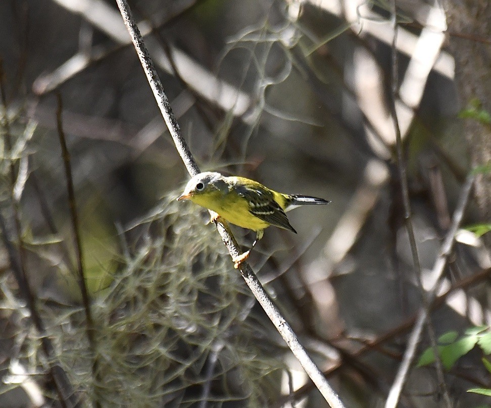 Magnolia Warbler - ML489447611