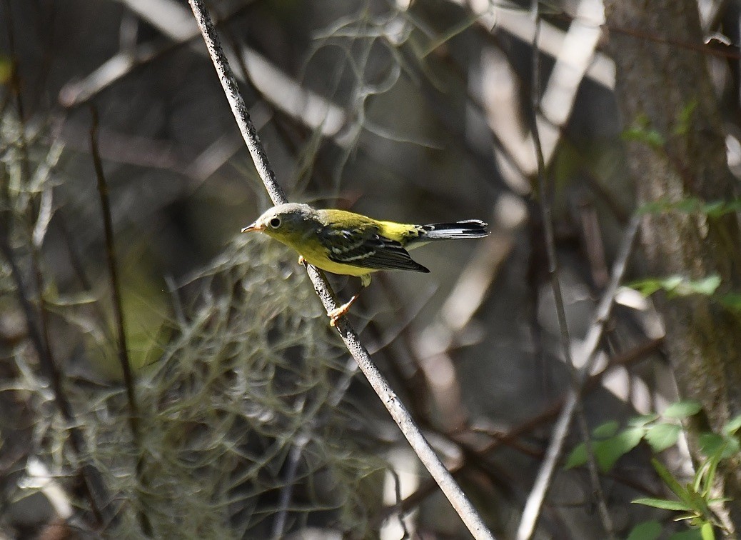 Magnolia Warbler - ML489447761