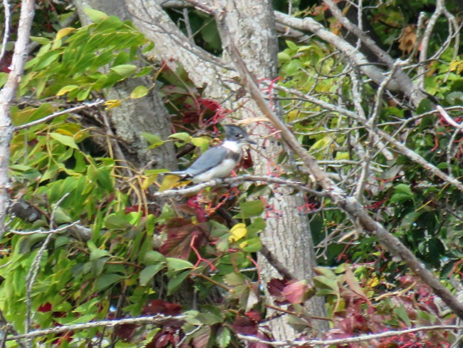 Belted Kingfisher - ML489448281