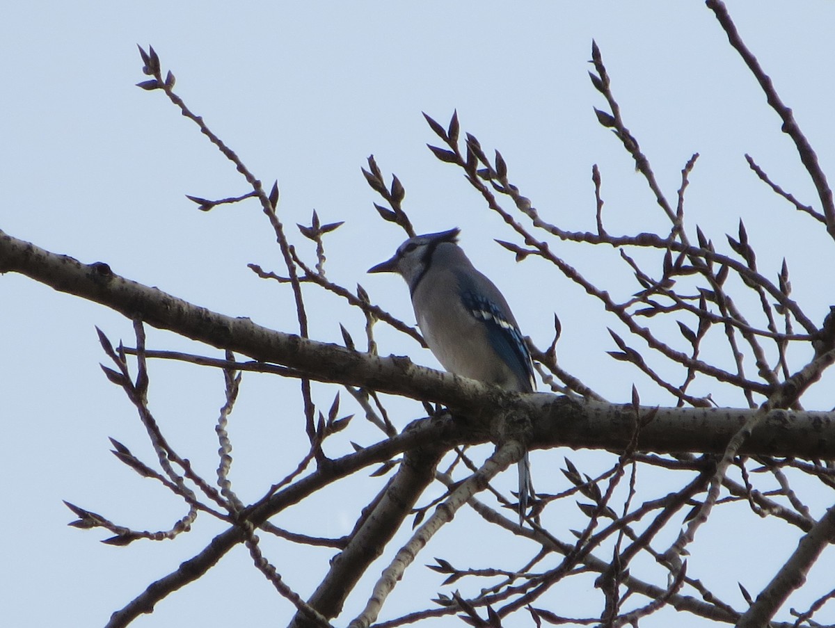 Blue Jay - ML48944931