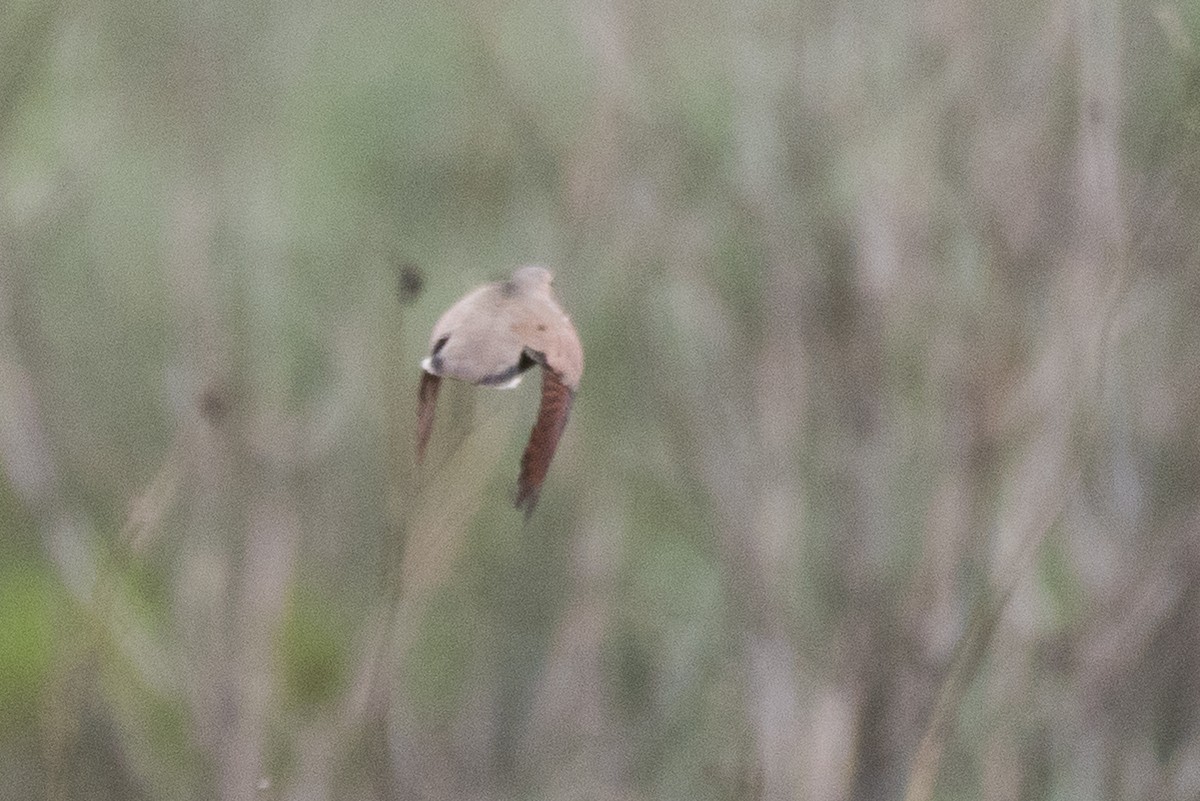 Common Ground Dove - ML48945021